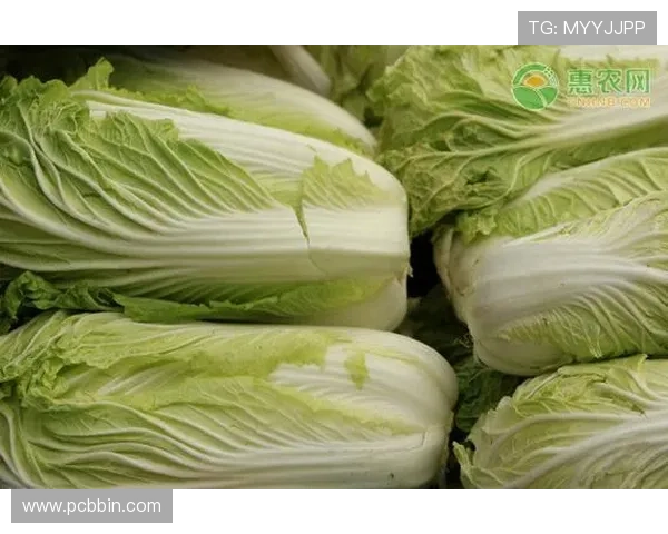 bbin导航白菜最新推荐让你轻松找到优质白菜优惠信息的实用指南